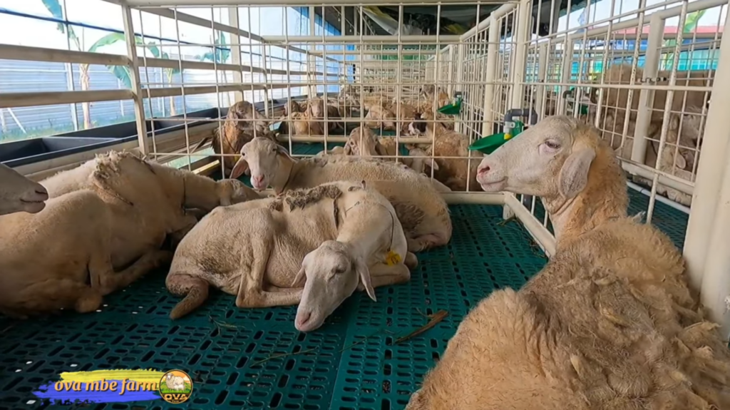 Peternakan Breeding & Penggemukan Kambing Domba Unggulan 